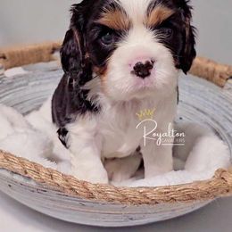 Cavalier King Charles Spaniel Puppies from Royalton Cavaliers