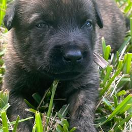 Female 4 - Black brindle female Dutch Shepherd puppy in Raceland, Louisiana from Fontana Farm
