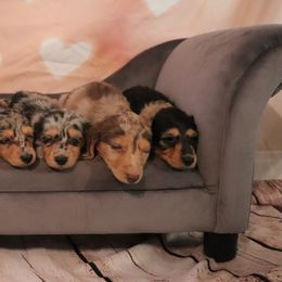 Dachshunds from Dynamite Dachshunds