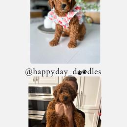 Goldendoodle Puppies from Happy Day Doodles