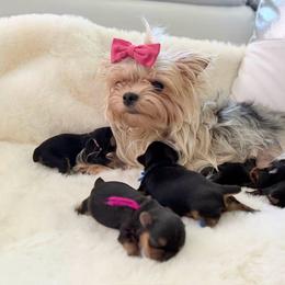 Orange - Black and gold male Yorkshire Terrier puppy in Keystone, Colorado from Kimora’s Kreation’s Kennel