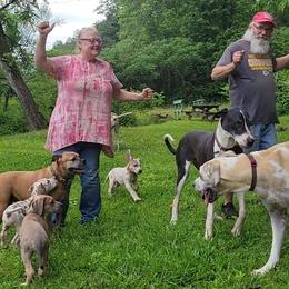 Great Dane puppies from RCM Great Danes
