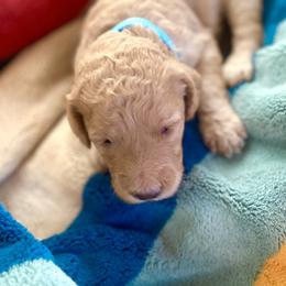 Skye - Apricot female Labradoodle puppy in Toledo, Washington from Bigfoot Doodles
