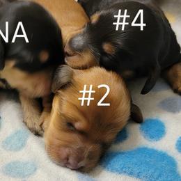 Dachshund Puppies from CLARK'S BREEDING PROGRAM
