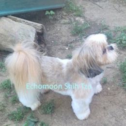 Spur - Shih Tzu