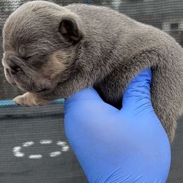 French Bulldog Puppies from Custom Made Frenchies LLC