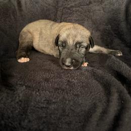 Clover - Brindle male Irish Wolfhound puppy in Uintah County, Utah from Bingo's Wolfhounds, Lollipop Pomskies