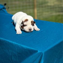 Violet collar - Red speckled female Australian Cattle Dog puppy in Spokane, Washington from 4D Cattle Dogs