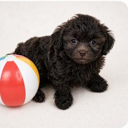 Reese - Brown male Shihpoo puppy in Delphos, Ohio from Route 66 Poodles & Doodles, Sapphire Shih-tzu's of Ohio