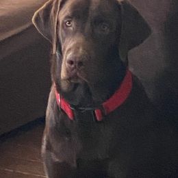 Marvic  - Labrador Retriever