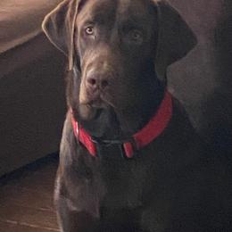 Marvic  - Labrador Retriever