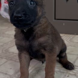 Light Green Collar Male - Red sable male Belgian Malinois puppy in Palmyra, Maine from Maine Working Dogs