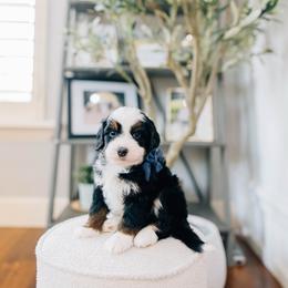 Tart - Tri-color male Bernedoodle puppy in Murray, Utah from Sun Valley Doodles