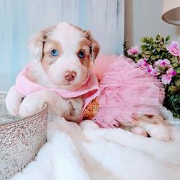Miniature Australian Shepherd puppies from All Champions Mini Aussies & ABW Great Danes