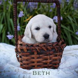 Beth - Light golden female Golden Retriever puppy in Scio, Oregon from Webb's Wold Kennels