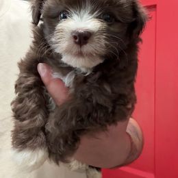 Boy 1 - Chocolate male Havanese puppy in Whittier, California from Socal Havanese