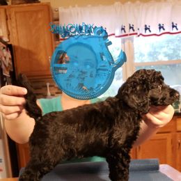 Poodle Puppies from Shallow Bay Standard Poodles