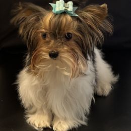 Elija - Parti male Yorkshire Terrier puppy in Colmesneil, Texas from Wanda Toparcean's Yorkies