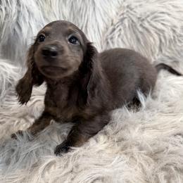 Truffles - Dapple female Dachshund puppy in Cabool, Missouri from Dachshund's of Country Magic Farms in Missouri