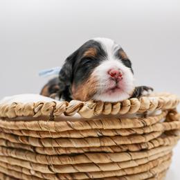 Troy - Tri-color male Bernedoodle puppy in Saratoga Springs, Utah from Saratoga Springs Doodles