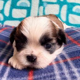 Rich - Red and white male Shih Tzu puppy in Hemet, California from Aloha Shih Tzu