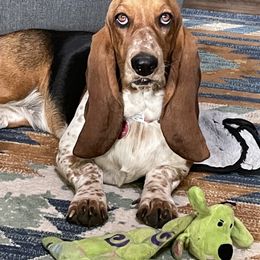 Basset Hounds, French Bulldogs, and Labrador Retrievers from In The Zone Dog Training and Breeding