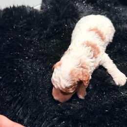 Girl 2 - Brown and white female Bernedoodle puppy in Cocoa, Florida from The Beach Doodles