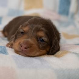 Violet - Chocolate and cream female Dachshund puppy in Wichita Falls, Texas from Matilda Jane’s Dachshunds