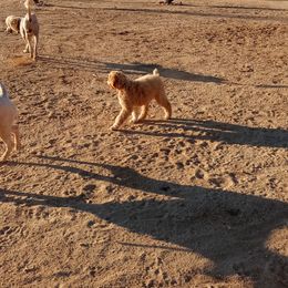 Poodle Puppies from Southwest Standards