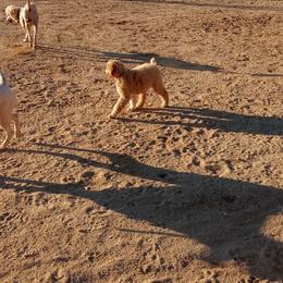 Poodle Puppies from Southwest Standards