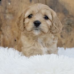 Cavapoo puppies from Squaw Peak Puppies