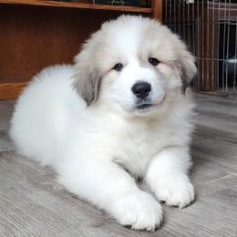 Jack - orange collar - White and badger male Great Pyrenees puppy in Monmouth, Maine from Flewelling Great Pyrenees
