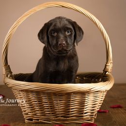 "Rosie, c.2019" Labrador Retriever Puppies from Arctic Texan Labradors