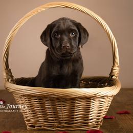"Rosie, c.2019" Labrador Retriever Puppies from Arctic Texan Labradors