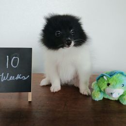 Macho - Black parti male Pomeranian puppy in Newark, Texas from Uniting Families Pomeranians