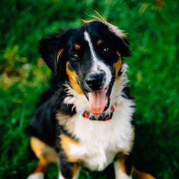 Australian Shepherd and Miniature Australian Shepherd Puppies from Cara Harker