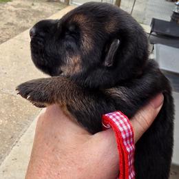 Ranger (Red Collar) - Black and tan male German Shepherd puppy in Roanoke, Alabama from Von Schönen Träumen German Shepherds