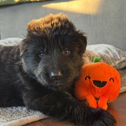 Ghalia - Black female German Shepherd puppy in Garland, Maine from Vom Schön Traumhund