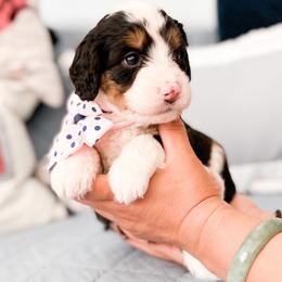 Bernedoodle, Goldendoodle, and Poodle Puppies from Teddy Doodles & Standard Poodles
