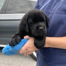 Labrador Retriever Puppies from Findaway Labradors