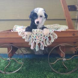 Powderpuff male 3 - Black and white male Chinese Crested puppy in New Castle, Pennsylvania from Long Haul Cresteds & Long Rotts