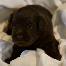 Mr. Grey - Liver male Miniature Schnauzer puppy in Pensacola, Florida from Reservoir Dogs