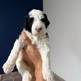 Brown collar - Parti male Goldendoodle puppy in Cape Coral, Florida from Magnolia Doodles co.