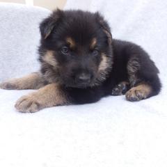 German Shepherd Puppies from Guardian Breeders