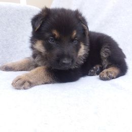 German Shepherd Puppies from Guardian Breeders