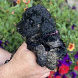 Goldendoodles and Golden Retrievers from Hanson’s NW Goldens & Doodles