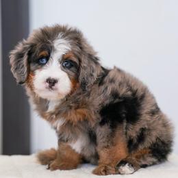 Flower - Blue merle female Bernedoodle puppy in Dundee, Ohio from Down Home Doodle