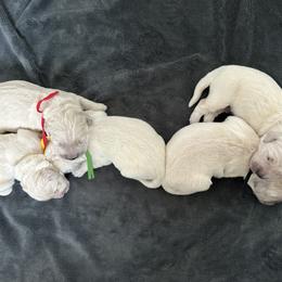 Boy 5 - Light golden male Golden Retriever puppy in Modesto, California from Rooster Valley Golden Retrievers