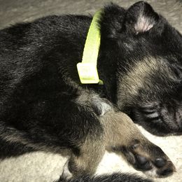 German Shepherd Puppies from Sandy’s Shepherds