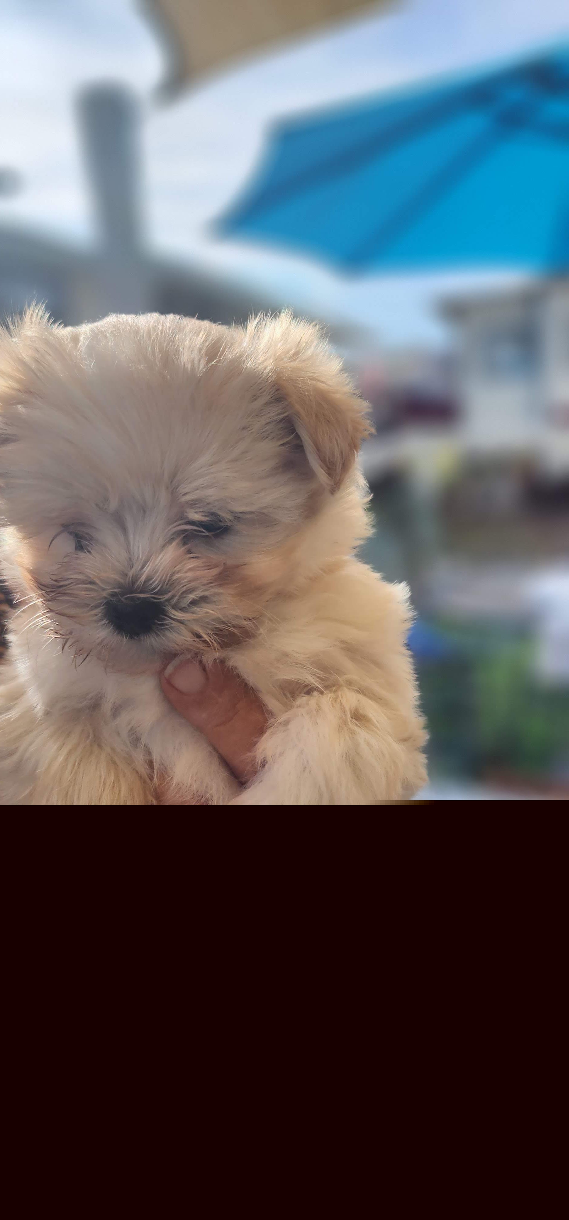 Maltese Puppies from My Precious pups